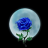 Moonlight_Rose